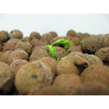 Peas sprouting in expanded clay